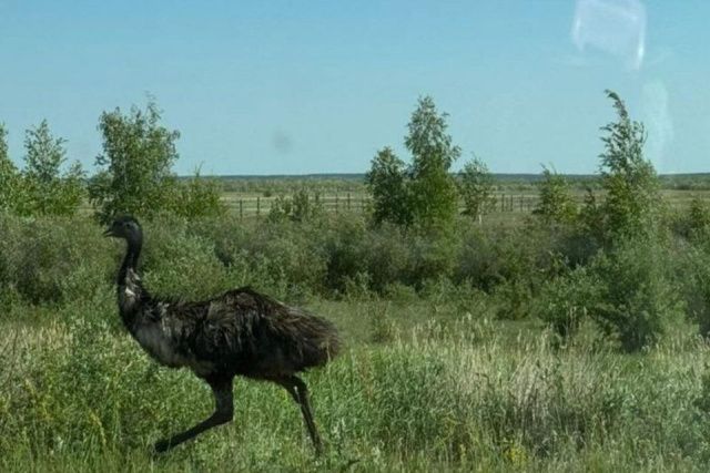 Внимание, розыск! Сбежали… страусы