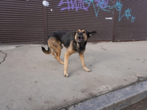 В Хандыге безнадзорная собака укусила ребенка-инвалида