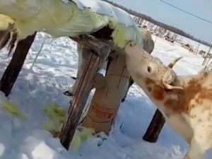 Чьи коровы едят теплотрассу?