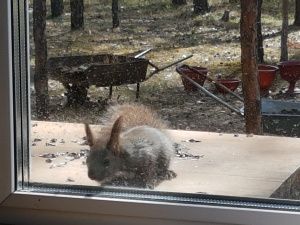 Владелица популярного сайта продает свой уютный дом!