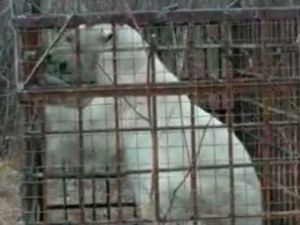 Державшего в страхе якутян медведя заманили в клетку