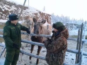 Лосенка Бээчэ отдадут на притравку охотничьих собак?