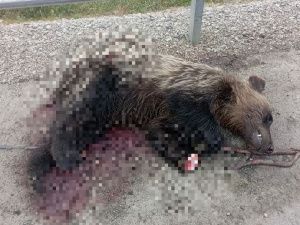 На трассе нашли мертвого медведя без лап