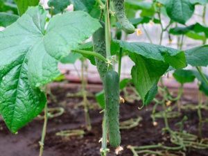 В исправительных учреждениях выращивают огурцы