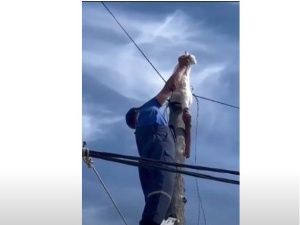 Якутские спасатели помогли застрявшему на столбе коту