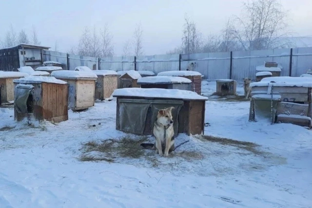 Айсен Николаев поручил взять дополнительные анализы на бруцеллез в якутском приюте