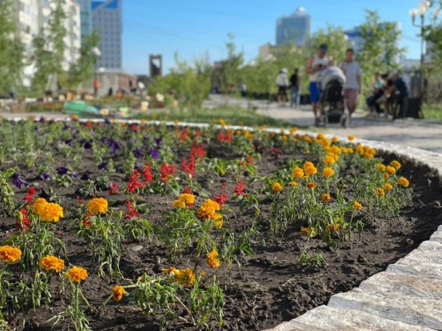 Советник главы Якутска по озеленению: «По проспекту Ленина высажены яблоня, сирень и смородина»