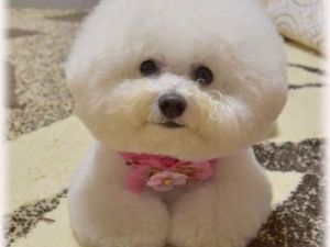 Самые дорогие породы собак в Якутске