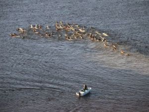 Зрелищная традиция: Лошади конезавода «Берте» покоряют реку Лену 