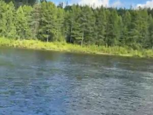 Найдено тело мужчины, пропавшего в мае