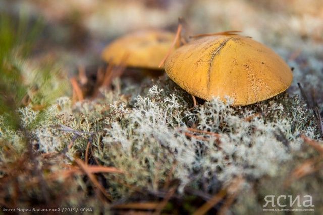 В России с 12 октября начали штрафовать за сбор редких грибов