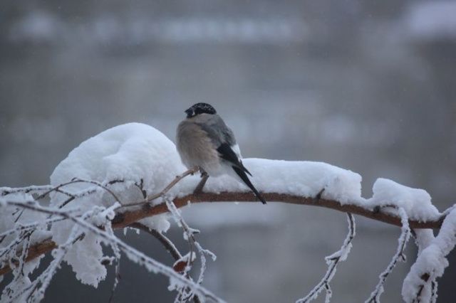 Дожили: В Якутии температура воздуха поднимется до 0°