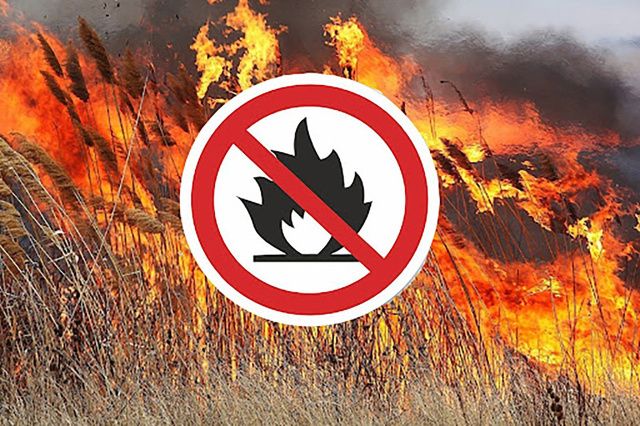 Установлено денежное вознаграждение за содействие в выявлении виновников возникновения лесных пожаров на территории Якутии 