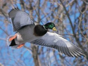 Сроки весенней охоты в Якутии 2019