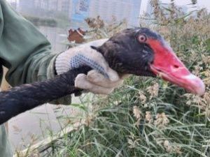 Черного лебедя на озере Щорса пытались поймать на крючок