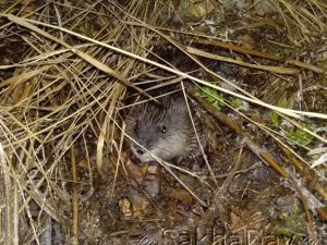 У здания ФСБ в Якутске была замечена огромная крыса