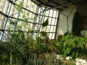 «Ректор хочет ликвидировать уникальную оранжерею Ботанического сада СВФУ»?