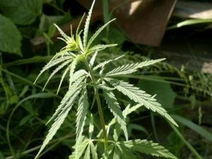 В Якутии остановили на трассе уроженца Краснодарского края с наркотиком растительного происхождения