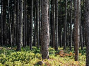 В Сунтарском улусе пропал охотник