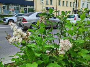 Фотофакт. На проспекте Ленина в Якутске впервые зацвела сирень! 