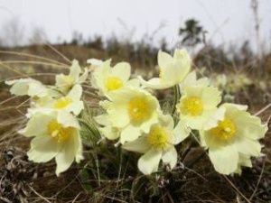 Синоптики рассказали о причинах теплого мая в Якутии