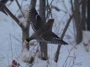 Метеоролог Татьяна Маршалик сомневается в прогнозе ранней весны в Якутии
