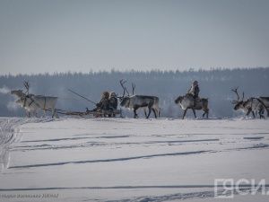 В Якутии в 2024 году на программу «Молодой оленевод» направят 28 млн рублей