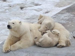 Как растут медвежата Вилюй и Яна в зоопарке «Орто Дойду»