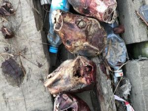 В соцсетях сообщается о собачьих останках, обнаруженных в районе Столичного рынка в Якутске