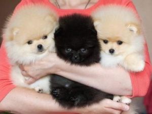 Волгоградская мошенница «взгрелась» на любви якутян к собакам