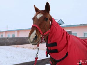 Лошади клуба «Золотая подкова» в Мархе могут не пережить эту зиму