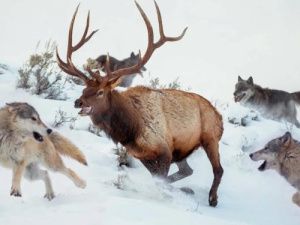 ЧП в Оленекском улусе: Волки увели в тундру более 900 оленей