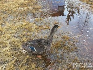 Стартует весенняя охота с подсадной уткой