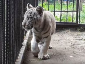 Барнаульский зоопарк пополнился редким белым тигренком из Якутии по кличке Айхал