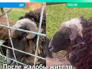 Барану в зоопарке подрезали рога после жалобы в соцсетях