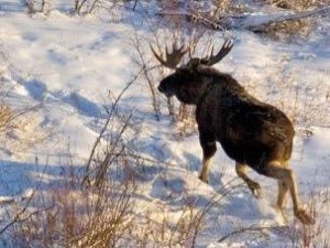 ШОК: Минэкологию Якутии обвиняют в незаконной выдаче разрешений на добычу охотничьих ресурсов