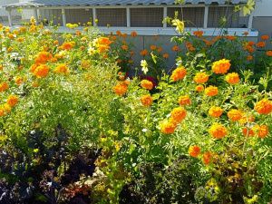 Награждение победителей конкурса "Зеленый кубок столицы 2025" прошло в Парке Победы