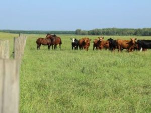Поздравление Айсена Николаева с Днём сайылыка