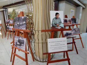 На более чем пять сотен увеличилось поголовье якутского скота за четыре года