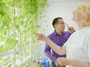 В Сайсарском округе Якутска стартовал первый эксперимент по выращиванию вертикальных растений для городского озеленения