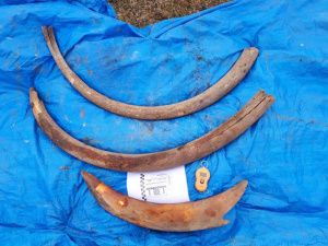 19 человек задержаны за незаконный сбор бивней мамонта