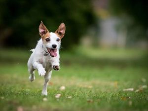 Две овчарки напали и убили собаку породы джек-рассел-терьер