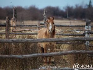 В Якутии 50 коневодческих хозяйств получили по 1 миллиону на строительство баз