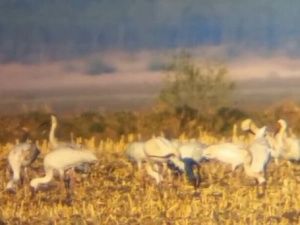 Редкие птицы, летящие в Якутию, сделали остановку в Амурской области (видео)