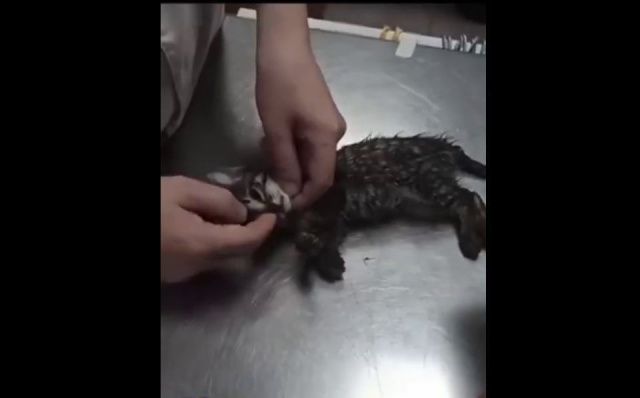 Полиция проводит проверку, после того как якутянка выбросила с балкона котят