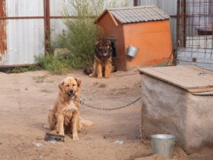 2 млн рублей изыскали на содержание собак в приюте Якутска