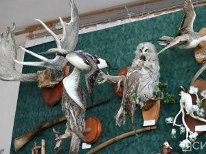 В Якутске открылась выставка трофеев «Охота и охотничьи традиции»