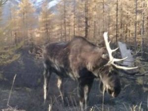 В Якутии лось запутался в проводах оптоволокна