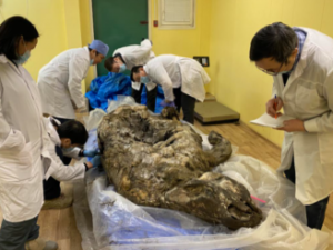 О чем расскажет якутским ученым уникальная находка?