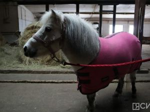 Лошади клуба «Золотая подкова» в Мархе могут не пережить эту зиму